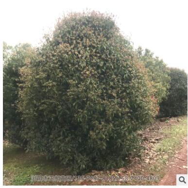 叢生桂花 基地供應優質桂花樹 造型好土球好成活率高