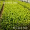 農家直銷金葉榆 金葉榆工程苗 金葉榆小苗 樹形優美