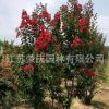 苗圃批發(fā)紅火箭紫薇樹紫薇花樹苗紅花紫薇百日紅花期長綠化風(fēng)景樹
