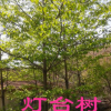 《大量供應(yīng)》燈臺(tái)樹 瑞木 女兒木 六角樹 園林綠化苗木樹