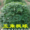 【大量供應(yīng)】五角楓球 風(fēng)樹球 園區(qū)綠化大楓球樹苗