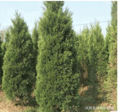 批發(fā)檜柏樹(shù)苗 龍柏 蜀檜 道路工程綠化灌木 四季青品種全基地直銷(xiāo)