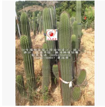 茶柱，經(jīng)典的造景品種，專業(yè)的沙生植物景觀工程規(guī)劃設計