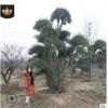 苗圃基地培育小葉女貞造型樹大量批發(fā)園林綠化工程用造型小葉女貞