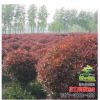紅葉石楠球 紅葉石楠造型 圓柱形紅葉石楠工程綠化行道樹