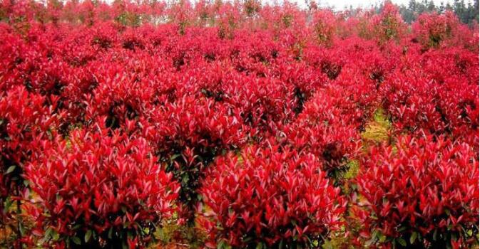 綠化樹木基地批發(fā)園林工程常綠灌木高桿株庭院綠化紅葉石楠