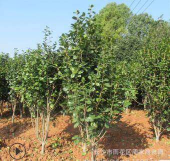 批發(fā)園林綠化苗木茶花球 茶花樹(shù) 盆栽茶花 茶花苗各種規(guī)格齊全