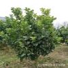 基地直銷香泡樹 香泡苗 香緣綠化苗木 香泡成活率高 量大優(yōu)惠