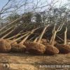 批發(fā)欒樹 湖南黃山欒樹 10-15-18-20公分骨架全冠 移栽落葉喬木