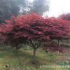 批發(fā)美國紅楓日本紅楓樹 紅楓規(guī)格齊全 工程綠化落葉喬木紅楓樹