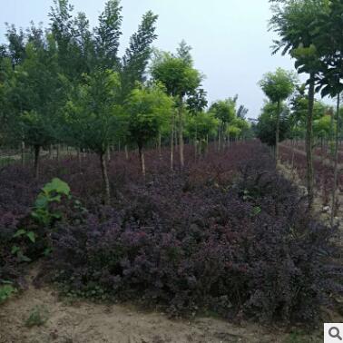 綠化苗木紅葉小檗苗成活率高育苗基地大量供應(yīng)紅葉小檗苗