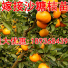 正宗沙糖桔樹(shù)苗橘桔子苗橙子嫁接柚子果樹(shù)苗桔子樹(shù)苗地栽當(dāng)年結(jié)果