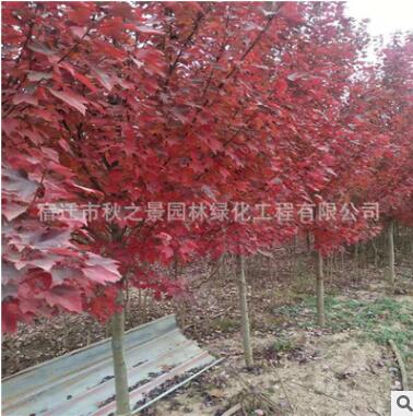 美國紅楓樹苗批發(fā) 園林綠化苗木秋火焰、夕陽紅、十月光輝