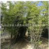 基地批發(fā)優(yōu)質(zhì)紫竹 紫竹苗 庭院 公園 小區(qū)觀賞竹