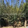 基地直銷紅梅樹 庭院觀賞植物 園林工程綠化風(fēng)景樹 規(guī)格齊全