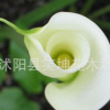 批發(fā)馬蹄蓮種球 馬蹄蓮種球花卉盆栽植物顏色齊全當年開花馬蹄蓮