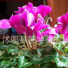 盆栽 仙客來花卉 室內盆栽綠植 優(yōu)質花卉 觀花植物 量大優(yōu)惠