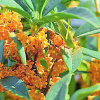 桂花樹八月桂批發2cm-10cm嫁接桂花行道樹園林苗木樹苗綠化喬木