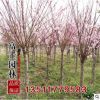 批發榆葉梅樹苗直徑5厘米綠化工程苗木榆葉梅盆景花卉