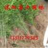 基地直銷 高桿女貞苗木大葉女貞苗 苗圃綠化苗木工程綠化規格全