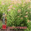 批發繡線菊小苗 高50厘米 優質的工程綠化苗繡線菊