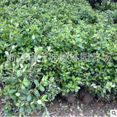 直銷(xiāo)原產(chǎn)地苗木 紫鵑 夏鵑 帶土球 園林綠化苗木 基地供應(yīng)