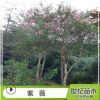 批發(fā)紫薇樹(shù)苗 美國(guó)紫薇 紫薇苗庭院綠化植物