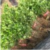 大葉黃楊樹(shù)苗 綠化苗木 大葉黃楊小苗 園林綠化工程苗