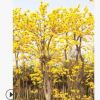 揭陽黃花風(fēng)鈴木基地園林綠化苗木樹苗名貴風(fēng)景樹種類基地直供批發(fā)