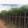鳳凰木園林5公分鳳凰木多種規(guī)格綠化工程苗木批發(fā)名貴風(fēng)景樹種類