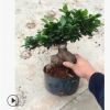 室內(nèi)盆栽花卉中小型 批發(fā) 零售 小葉榕 地瓜榕 榕樹(shù)樁盆景