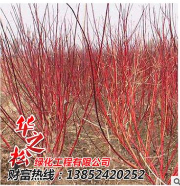 批發紅瑞木綠化苗 觀賞價值高 庭院工程 耐寒植物 園林綠化植物