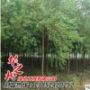 烏桕樹(shù)苗銷售 園林工程綠化喬木 景觀行道樹(shù)庭蔭樹(shù)觀葉植物