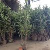 法國冬青苗批發 基地苗圃直供 園林綠化苗木法青日本珊瑚樹綠籬苗