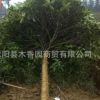 高桿桂花樹苗批發(fā)基地苗圃批發(fā)園林綠化苗木八月桂金桂銀桂大小苗