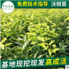 四川柑橘苗批發(fā) 沃柑苗 基地直銷晚熟嫁接果樹苗