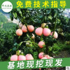 三紅蜜柚果樹苗掛果柚子樹苗 紅皮紅肉蜜柚樹苗 基地果樹批發(fā)