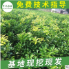 批發(fā)黃金柚子樹苗 黃金蜜柚樹苗 嫁接黃心柚子苗黃肉蜜柚苗