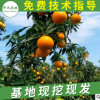 基地直銷批發(fā)愛媛38號柑桔苗 嫁接高成活柑橘樹苗