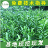 砂糖蜜桔樹苗 嫁接柑橘果樹苗批發(fā) 基地直銷橘子樹成苗