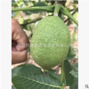 大量批發(fā)銷售川早核桃苗 廠家產(chǎn)地直銷 發(fā)貨及時 成活率高