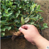 基地直銷大棚種植櫻桃苗 如何管理種植 育禾指導(dǎo)