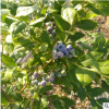 *種植高產(chǎn)量藍莓苗 美登 都克 藍風(fēng)品種齊全 任您選購