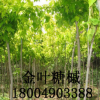 【大量供應(yīng)】金葉糖槭 金葉復(fù)葉槭 糖槭樹唐槭樹塘槭苗木樹苗