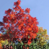 大量！遼中櫟 柞樹 棹樹蒙古礫五角 五角楓球 叢生五角風(fēng) 蒙古櫟