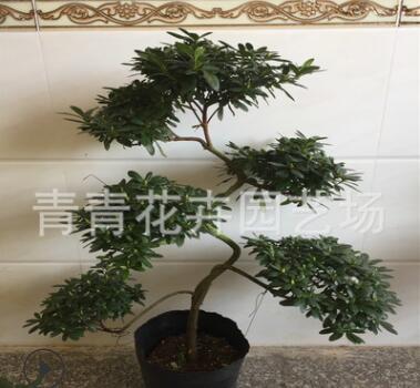 福建花卉永福花卉招財(cái)進(jìn)寶杜鵑花造型盆景室內(nèi)四季盆栽懸崖盆景