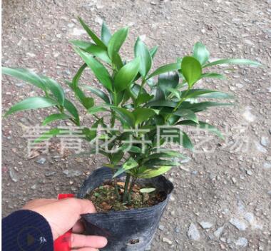 福建花卉 室內(nèi)觀葉盆景 四季長青植物 批發(fā)基地