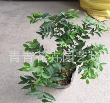 供應(yīng)青青花卉 樹葡葡果苗 臺灣嘉寶果苗