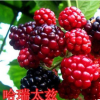 紅寶石樹莓苗 產量高經濟效益好 適應力很強 風味甜 市場需求量大