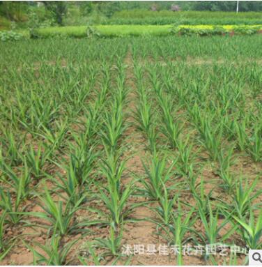 園林綠化苗木劍麻樹(shù) 基地直銷(xiāo)劍麻小苗四季常青